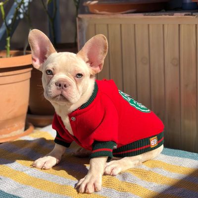 Köpek Sweatshirt Stardogs College Ceket Köpek Kıyafeti Std104