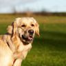 KÖPEK