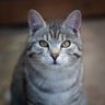 KEDİ