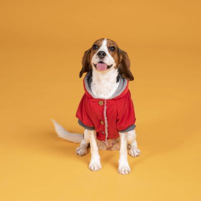 Intense Köpek Su Geçirmez Mont Yağmurluk Kk-117 Red
